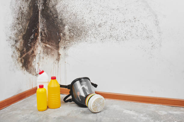 Attic Mold Removal in Sully Square, VA