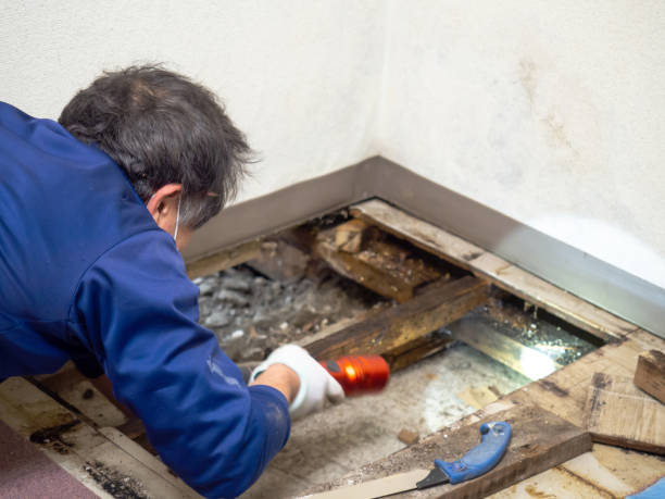 Best Attic Mold Removal  in Sully Square, VA