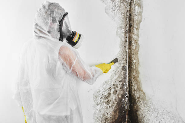 Best Mold Damage Repair  in Sully Square, VA