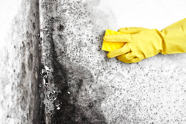 Certified Mold Removal in Sully Square, VA
