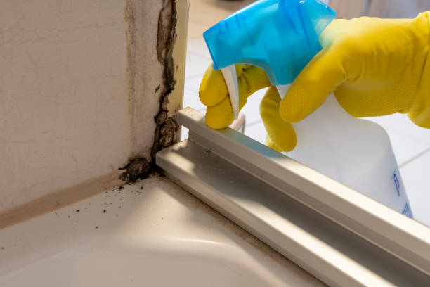 Best Same-Day Mold Removal  in Sully Square, VA