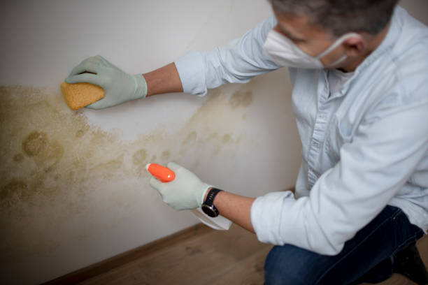 Best Mold Removal Near Me  in Sully Square, VA