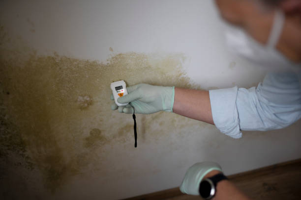 Best Toxic Mold Removal  in Sully Square, VA