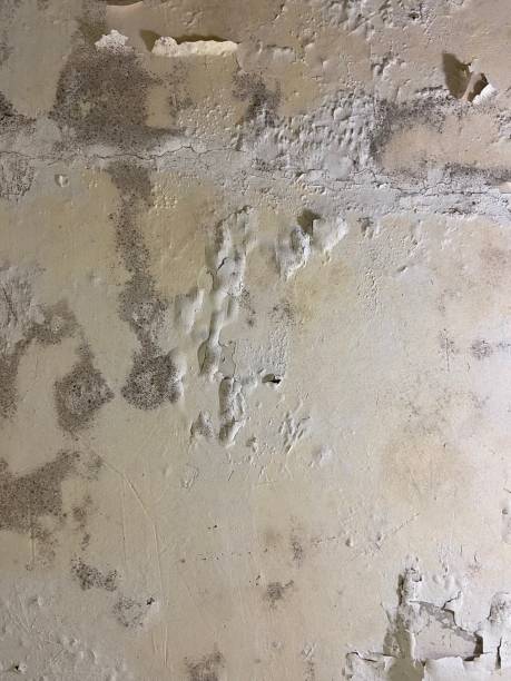 Best Home Mold Removal  in Sully Square, VA