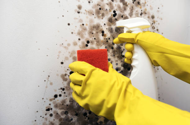 Best Crawl Space Mold Removal  in Sully Square, VA