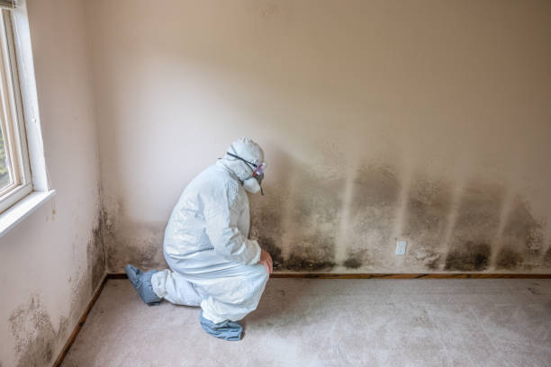 Best Certified Mold Removal  in Sully Square, VA