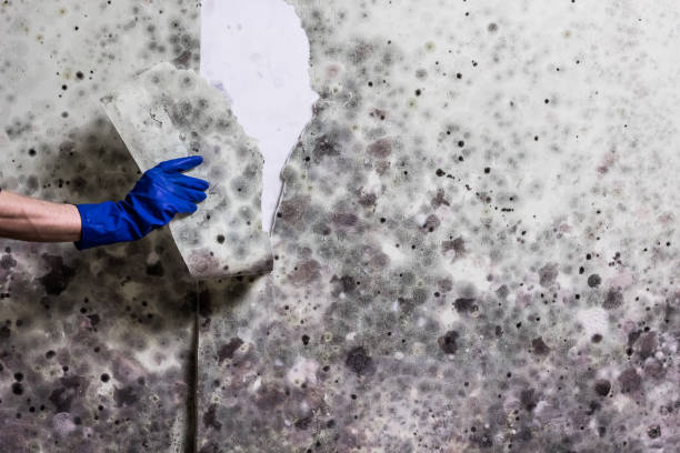 Best Mold Remediation Experts  in Sully Square, VA