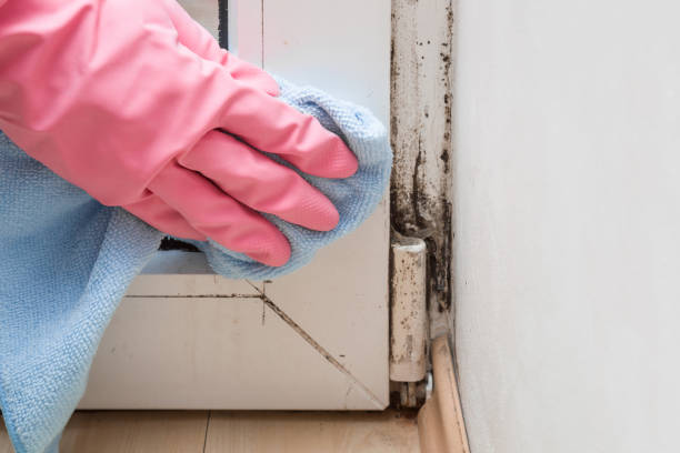 Best Office Mold Removal Services  in Sully Square, VA