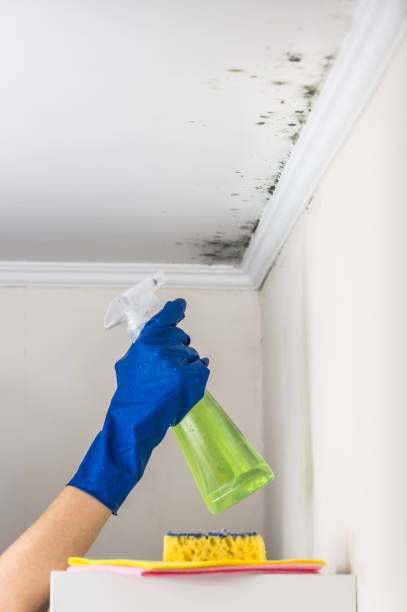 Sully Square, VA Mold Removal Company