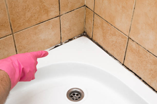 Best Best Mold Removal Companies  in Sully Square, VA